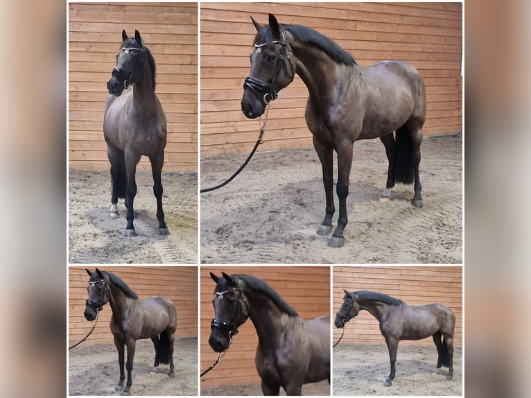 Deens warmbloed Ruin 11 Jaar in Den Ham