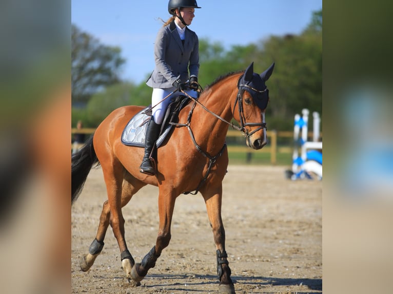 Deens warmbloed Ruin 12 Jaar 167 cm Roodbruin in Ølgod