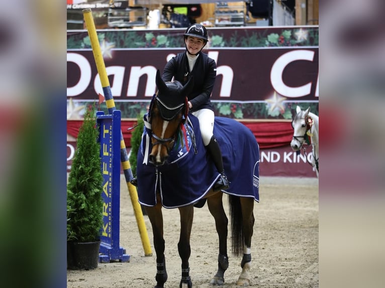Deens warmbloed Ruin 12 Jaar 170 cm Bruin in Hörby