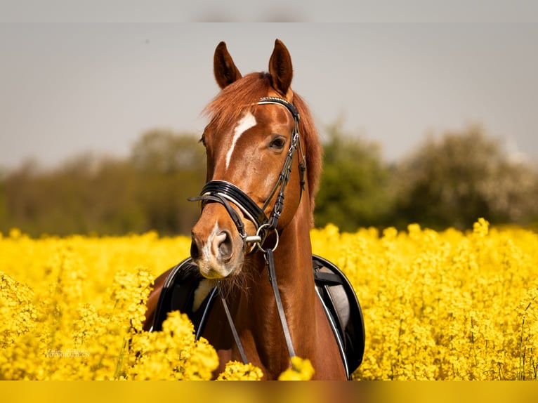 Deens warmbloed Ruin 12 Jaar 170 cm Vos in Haselund