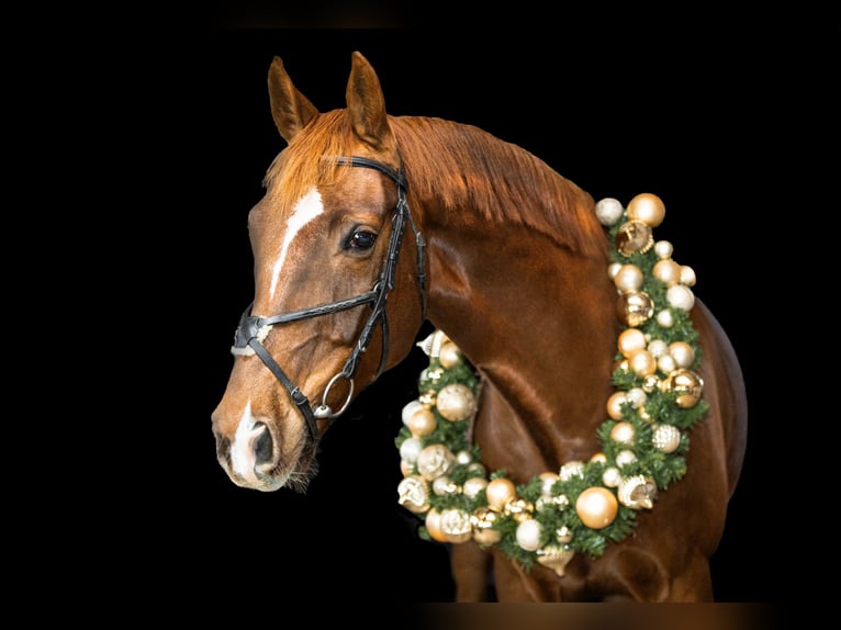 Deens warmbloed Ruin 12 Jaar 170 cm Vos in Haselund