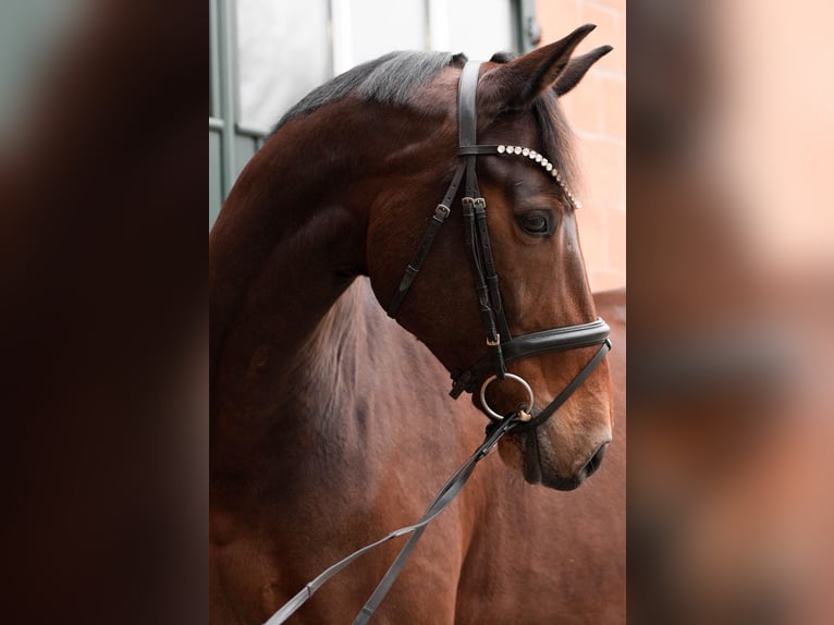 Deens warmbloed Ruin 12 Jaar 178 cm Bruin in Hattstedt