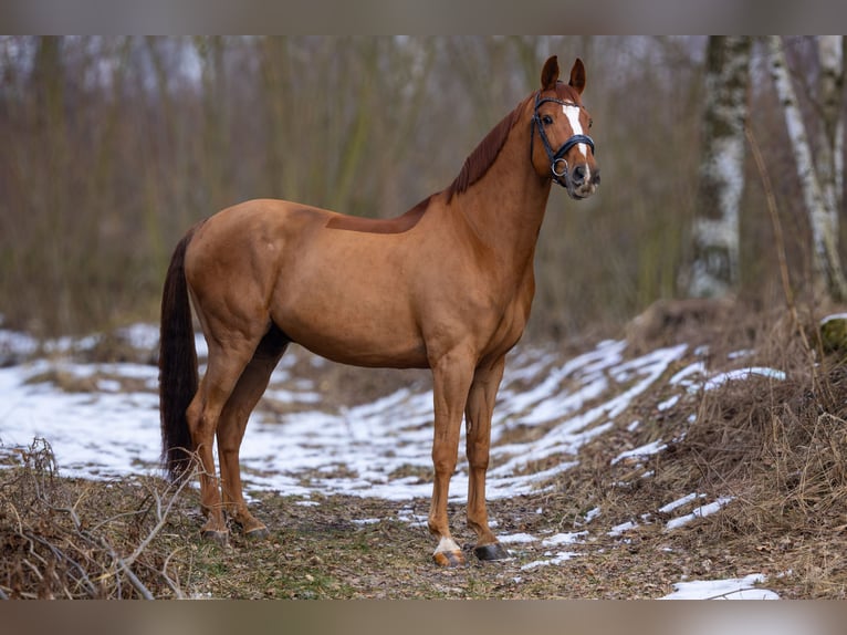 Deens warmbloed Ruin 14 Jaar 170 cm Vos in Kobylany