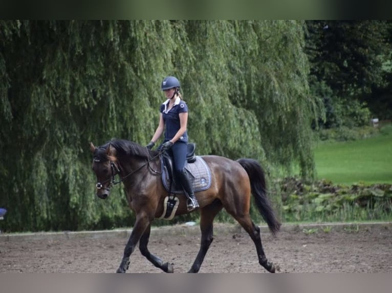 Deens warmbloed Ruin 14 Jaar 175 cm Donkerbruin in Glückstadt