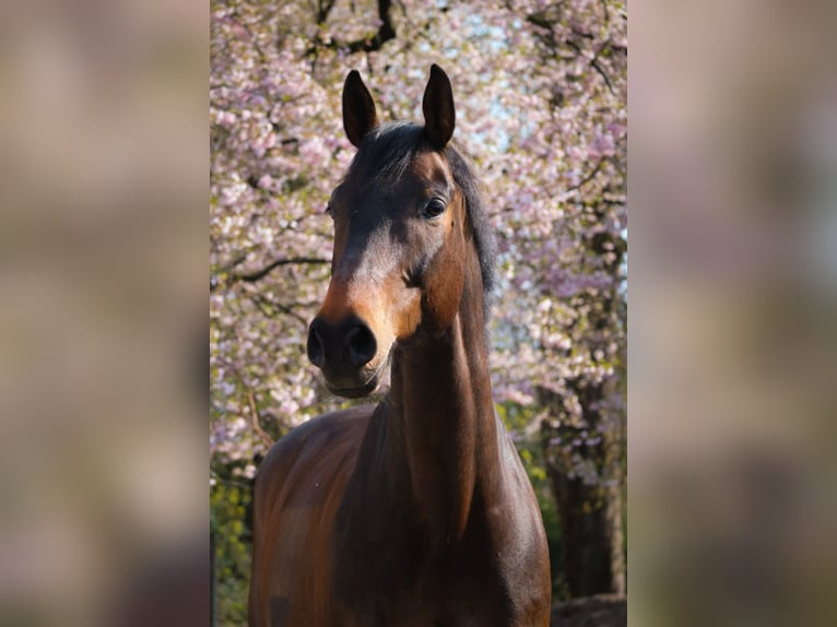 Deens warmbloed Ruin 14 Jaar 175 cm Donkerbruin in Glückstadt