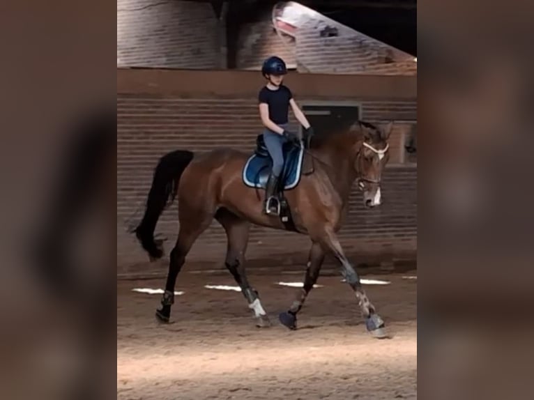 Deens warmbloed Ruin 14 Jaar 183 cm Bruin in Hengelo
