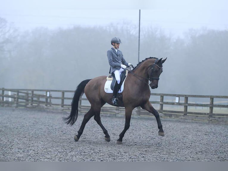 Deens warmbloed Ruin 14 Jaar Zwart in Duddleswell