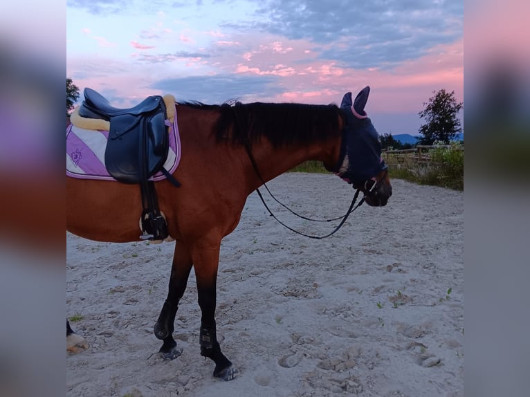 Deens warmbloed Ruin 15 Jaar 165 cm Bruin in Görwihl