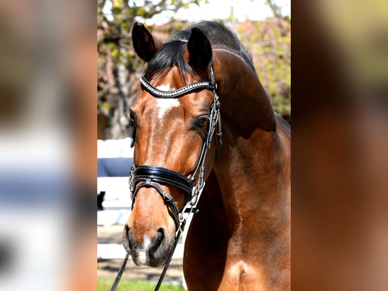 Deens warmbloed Ruin 16 Jaar 170 cm Bruin in Dielsdorf