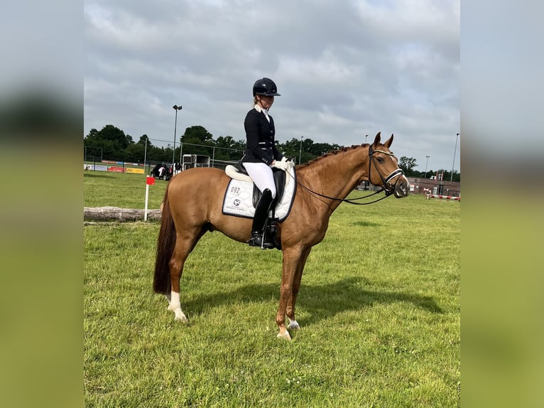 Deens warmbloed Ruin 16 Jaar 170 cm Vos in Chaam
