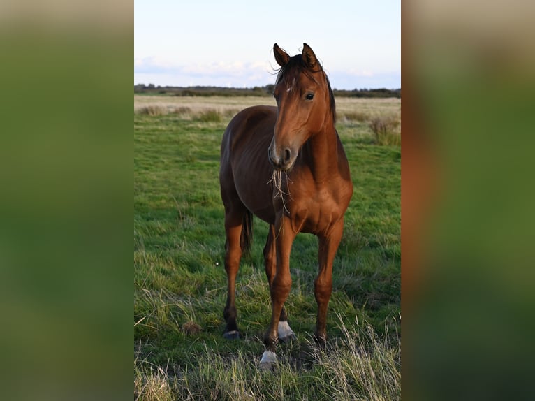 Deens warmbloed Ruin 2 Jaar 168 cm Bruin in Bredebro