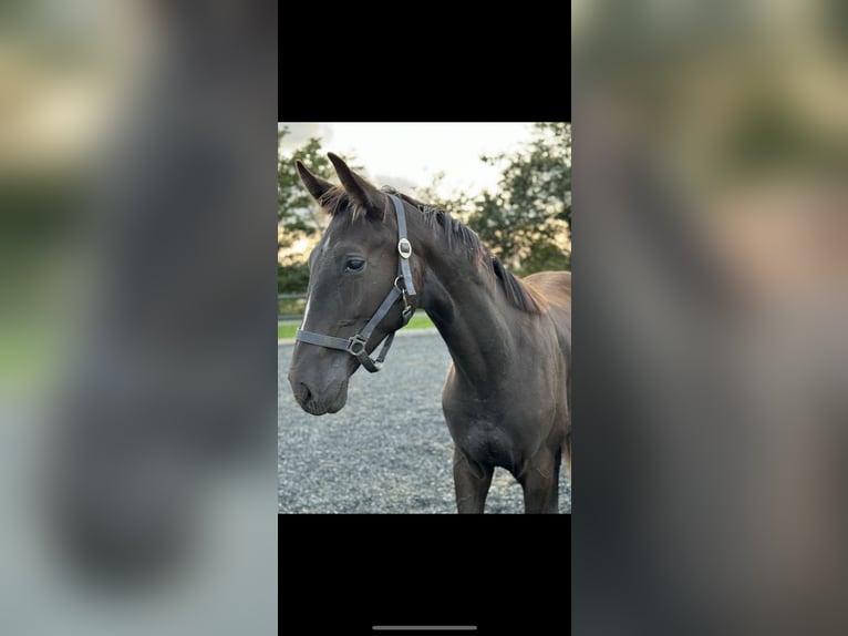 Deens warmbloed Ruin 2 Jaar 170 cm Zwart in Hj&#xF8;rring
