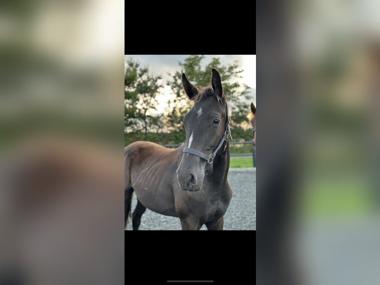 Deens warmbloed Ruin 2 Jaar 170 cm Zwart in Hj&#xF8;rring
