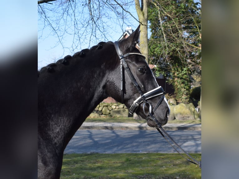 Deens warmbloed Ruin 3 Jaar 162 cm Zwart in Fredenbeck