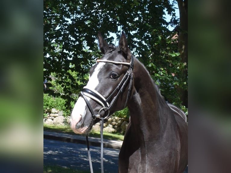 Deens warmbloed Ruin 3 Jaar 163 cm Zwart in Fredenbeck