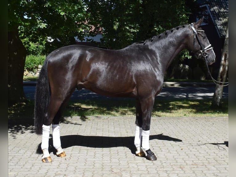 Deens warmbloed Ruin 3 Jaar 163 cm Zwart in Fredenbeck
