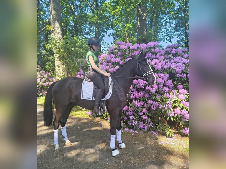 Deens warmbloed Ruin 3 Jaar 163 cm Zwart in Fredenbeck