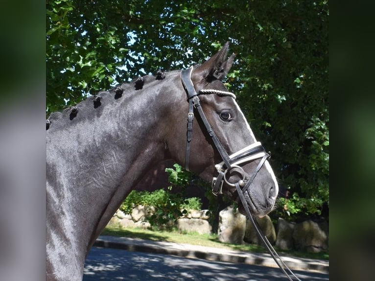 Deens warmbloed Ruin 3 Jaar 163 cm Zwart in Fredenbeck