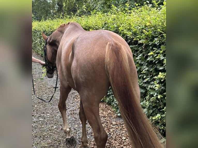 Deens warmbloed Ruin 3 Jaar 164 cm Donkere-vos in S&#xF8;llested