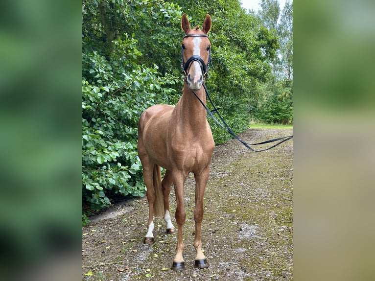 Deens warmbloed Ruin 3 Jaar 164 cm Donkere-vos in S&#xF8;llested