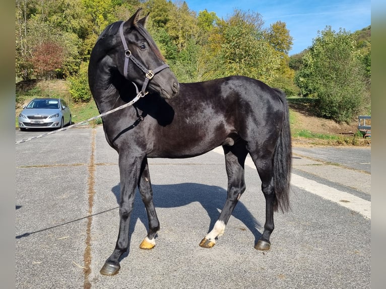 Deens warmbloed Ruin 3 Jaar 166 cm Zwart in Herborn