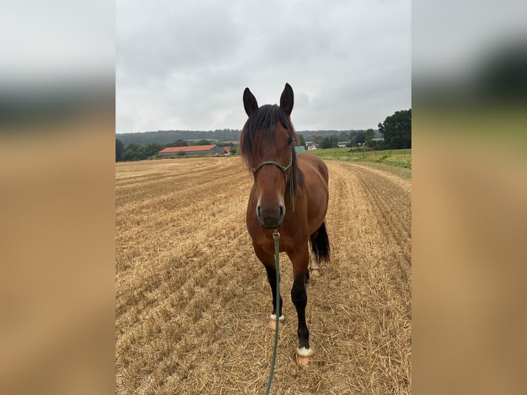Deens warmbloed Ruin 4 Jaar 160 cm Bruin in Bielefeld