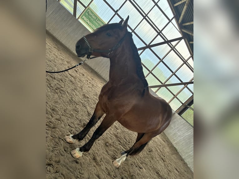 Deens warmbloed Ruin 4 Jaar 160 cm Bruin in Bielefeld