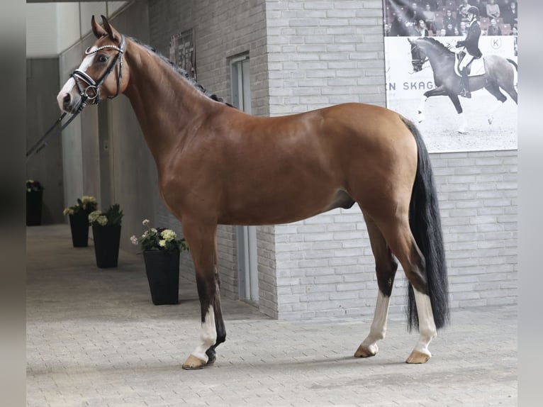 Deens warmbloed Ruin 4 Jaar 167 cm Lichtbruin in Asperup