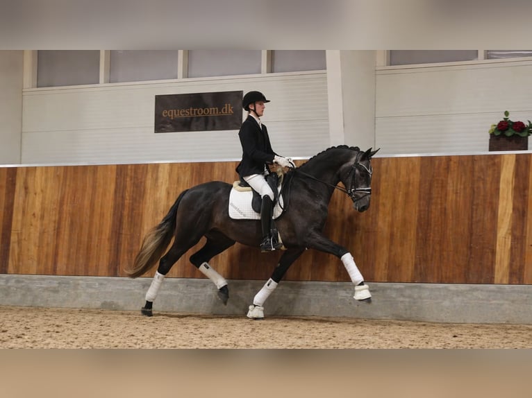 Deens warmbloed Ruin 4 Jaar 170 cm Blauwschimmel in ASPERUP