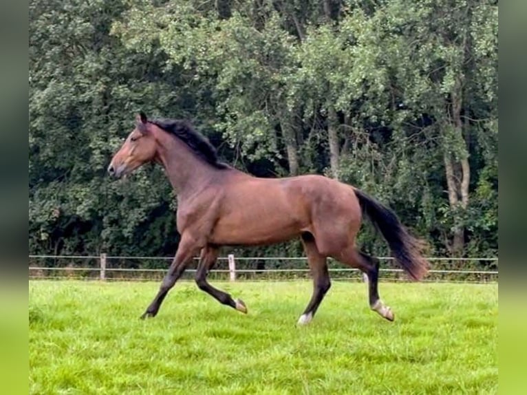 Deens warmbloed Ruin 4 Jaar 172 cm Bruin in Tarp