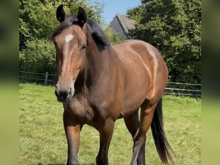 Deens warmbloed Ruin 4 Jaar 172 cm Bruin in Tarp