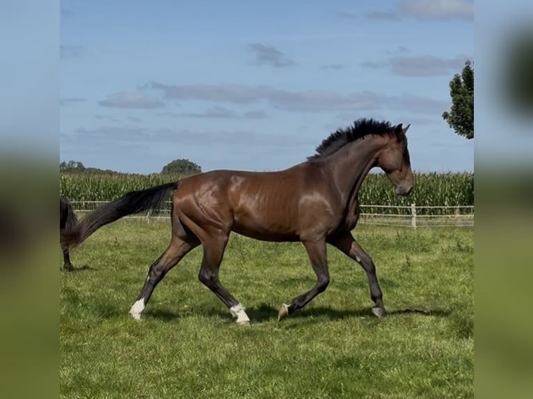 Deens warmbloed Ruin 4 Jaar 172 cm Bruin in Tarp