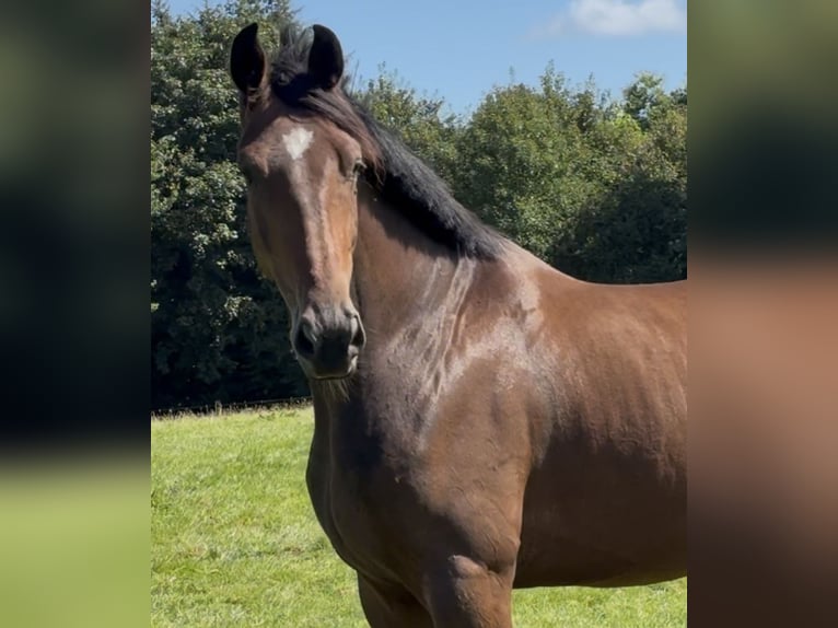 Deens warmbloed Ruin 4 Jaar 172 cm Bruin in Tarp