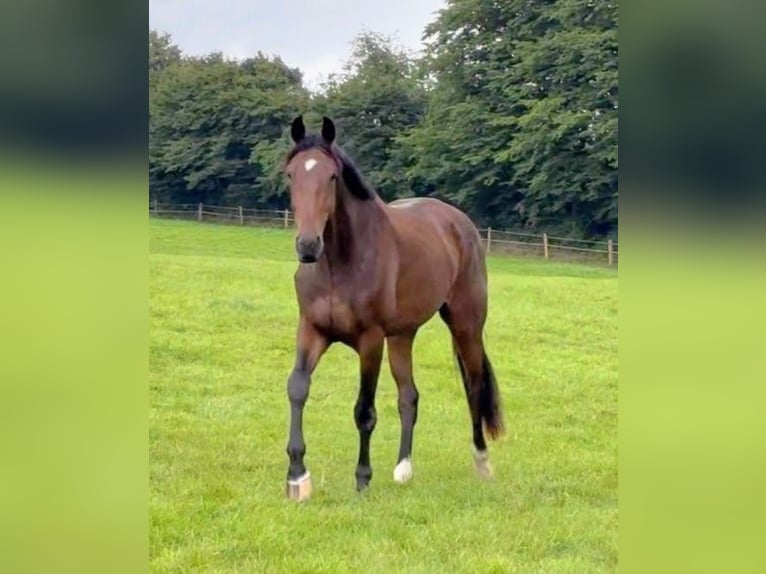 Deens warmbloed Ruin 4 Jaar 172 cm Bruin in Tarp