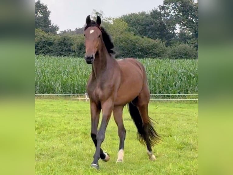 Deens warmbloed Ruin 4 Jaar 172 cm Bruin in Tarp