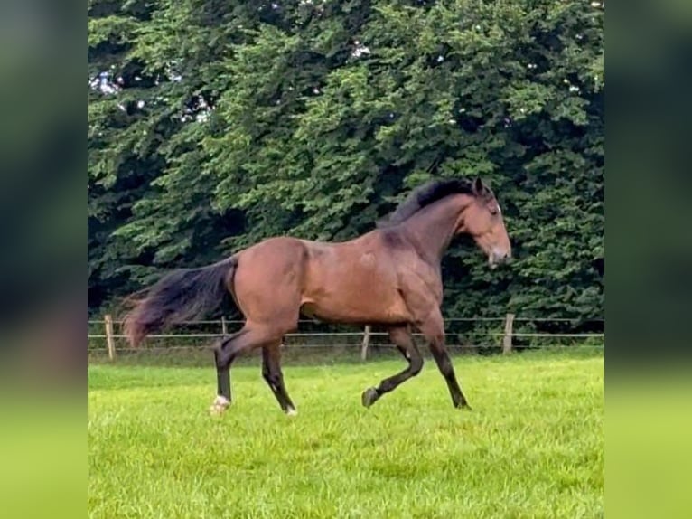 Deens warmbloed Ruin 4 Jaar 172 cm Bruin in Tarp