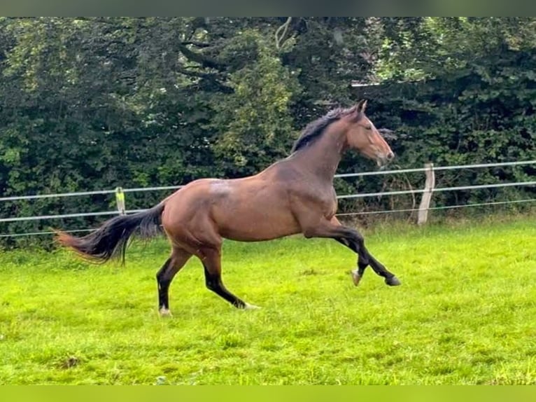 Deens warmbloed Ruin 4 Jaar 172 cm Bruin in Tarp
