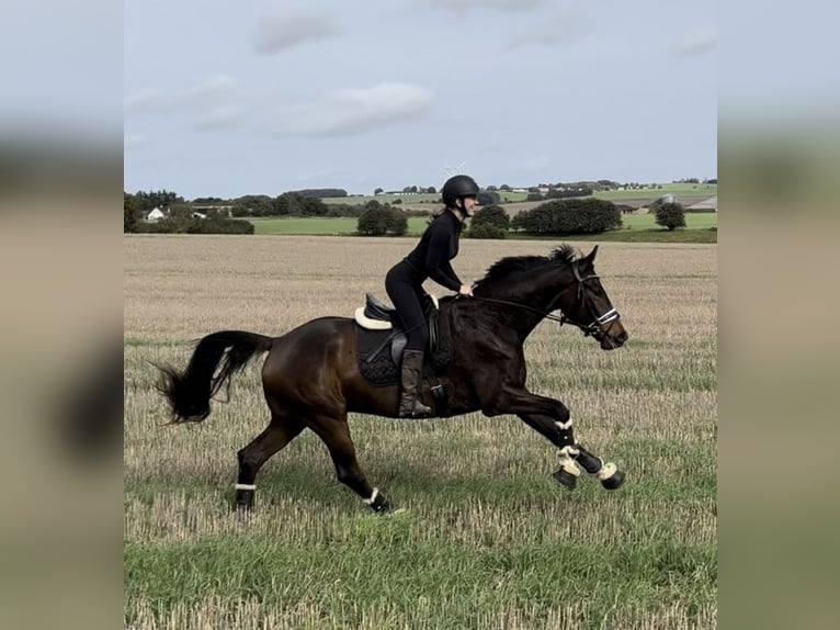 Deens warmbloed Ruin 4 Jaar 174 cm Donkerbruin in Aarhus