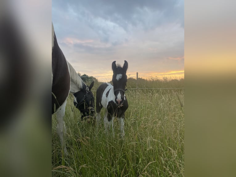 Deens warmbloed Mix Ruin 5 Jaar 157 cm Gevlekt-paard in Helsinge