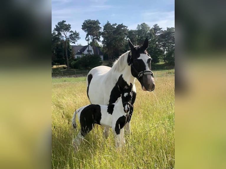 Deens warmbloed Mix Ruin 5 Jaar 157 cm Gevlekt-paard in Helsinge