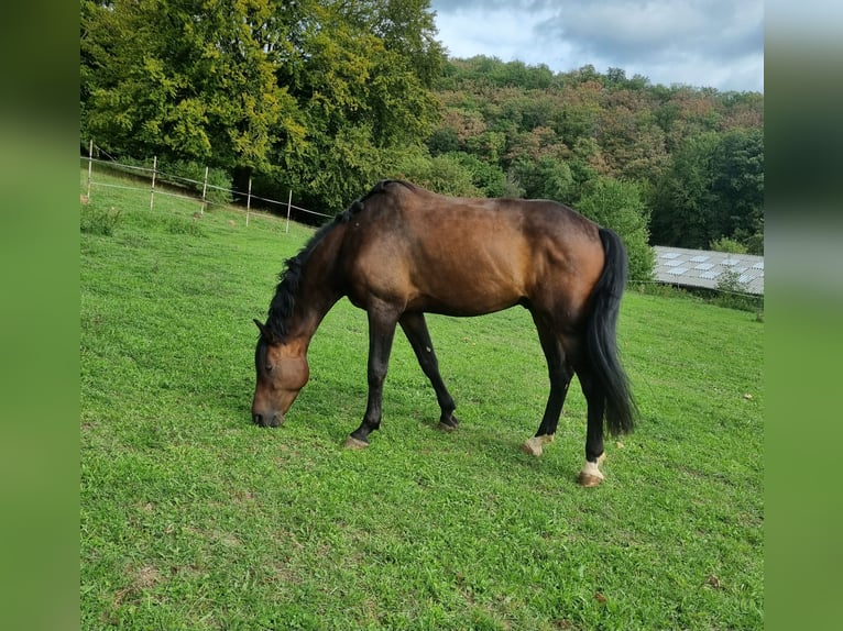 Deens warmbloed Ruin 5 Jaar 167 cm Donkerbruin in Herborn