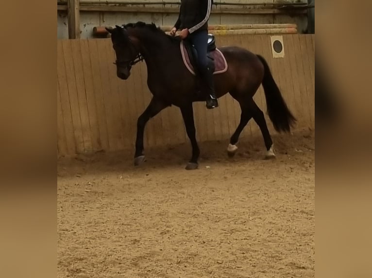 Deens warmbloed Ruin 5 Jaar 167 cm Donkerbruin in Herborn