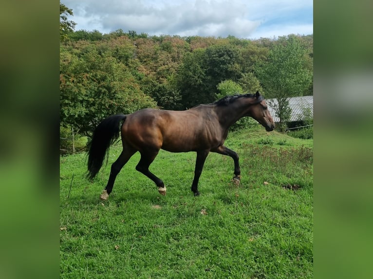Deens warmbloed Ruin 5 Jaar 167 cm Donkerbruin in Herborn