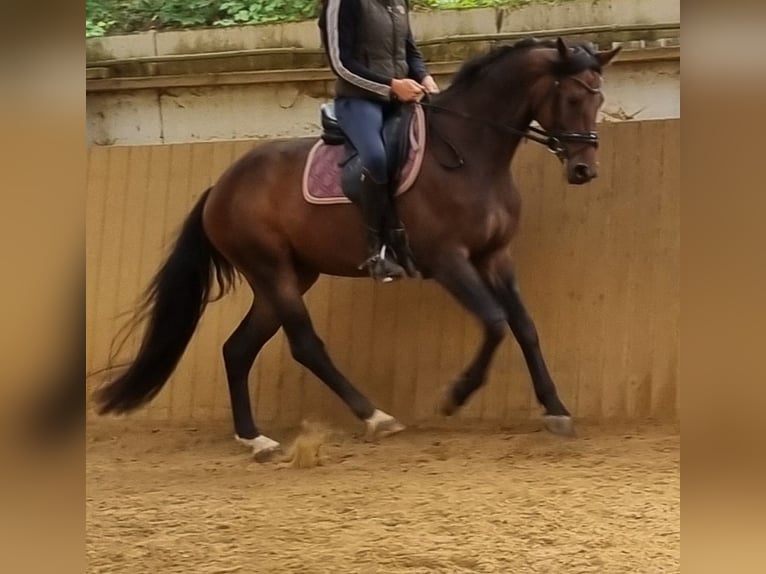 Deens warmbloed Ruin 5 Jaar 167 cm Donkerbruin in Herborn