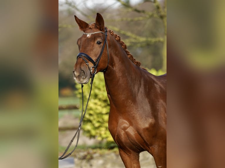 Deens warmbloed Ruin 5 Jaar 167 cm Vos in Horstmar