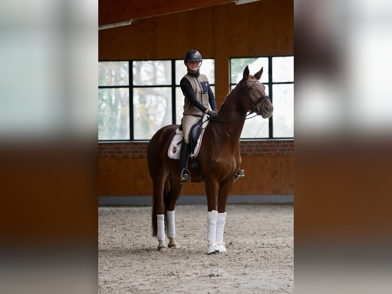 Deens warmbloed Ruin 5 Jaar 167 cm Vos in Horstmar