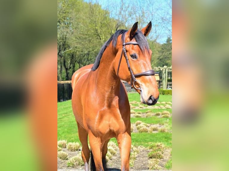 Deens warmbloed Ruin 5 Jaar 170 cm Bruin in częstochowa