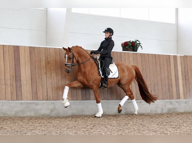 Deens warmbloed Ruin 5 Jaar 170 cm Vos in Asperup