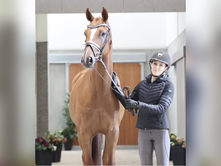 Deens warmbloed Ruin 5 Jaar 170 cm Vos in Asperup