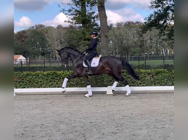 Deens warmbloed Ruin 5 Jaar 174 cm Donkerbruin in Weert